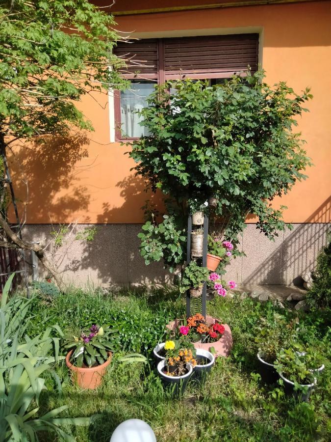Apartament Cu Terasa La Casa Tina Тімішоара Екстер'єр фото